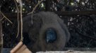 Un cóndor nació en el Zoológico de Quilpué