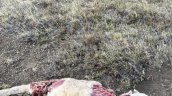SAG realizó autopsia a puma asesinado en Torres del Paine
